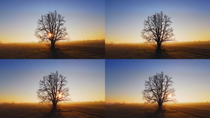 日出时，一棵孤独的树勇敢地矗立在清醒的天空下，给广阔的田野带来了宁静。孤独的树。