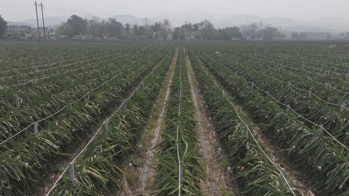 4K-Log-航拍火龙果种植基地