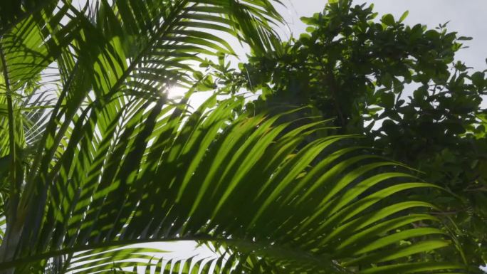 绿色的棕榈叶在风中摇曳。正午的阳光透过棕榈叶照射进来。慢镜头，4K