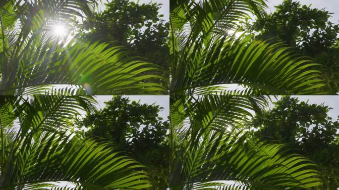 绿色的棕榈叶在风中摇曳。正午的阳光透过棕榈叶照射进来。慢镜头，4K