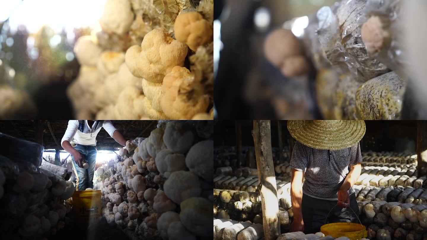 北方草原农家父子采摘新鲜猴头菇