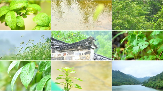 大自然下雨雨水惊蛰谷雨清明 雨滴 嫩芽