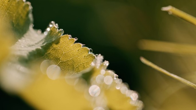 叶子的极端特写植物美学树叶设计