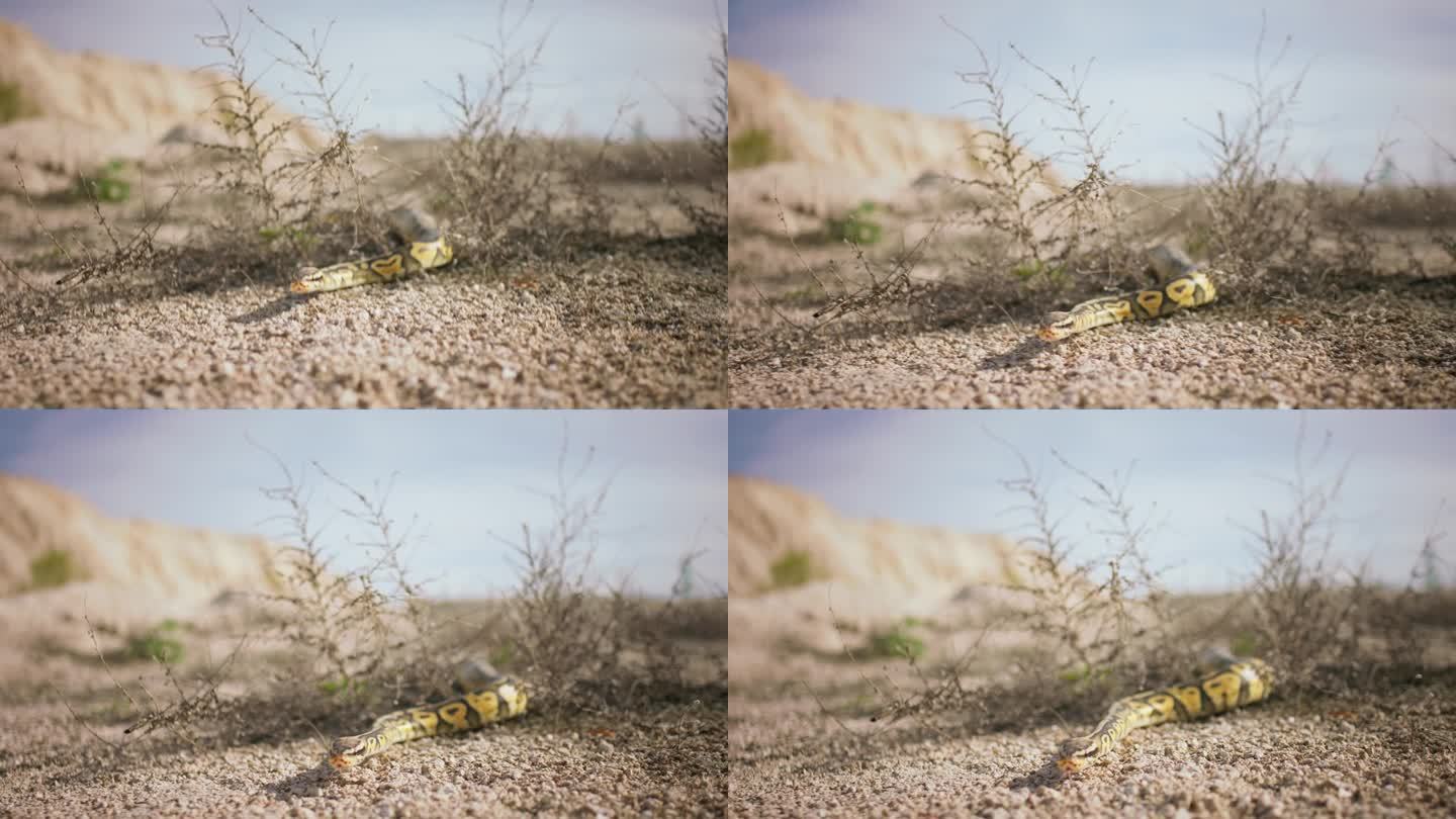 捕捉到惊人的大蛇在沙漠中缓慢移动的视频，他看起来很漂亮