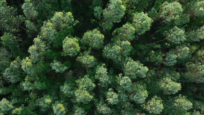 俯拍树林风吹树林大风吹森林树木摇摆树叶动