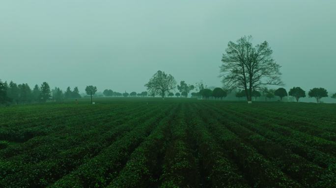 春雨中云雾缭绕的茶园