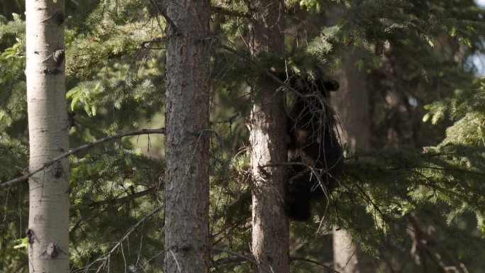 在茂密的森林中，一只小灰熊在一棵细长的树上展示着它的攀爬技能。幼崽依偎在树干上，不时停下来环顾四周。