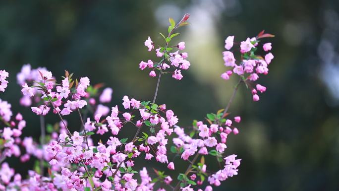 汉中的春天的花