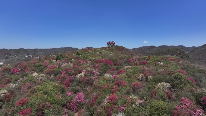 航拍贵州百里杜鹃景区花草蓝天白云