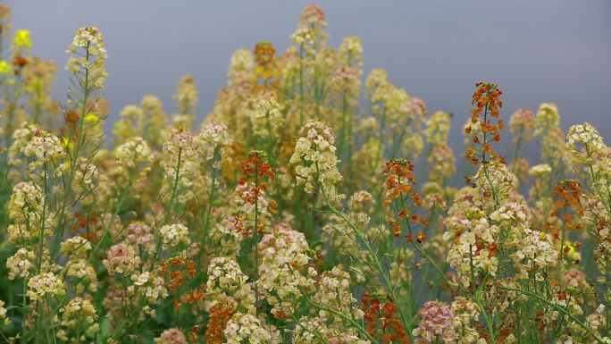 五颜六色的油菜花