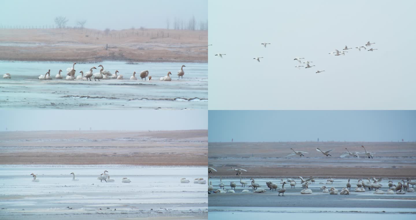 湿地常见野生鸟类——天鹅-雪中