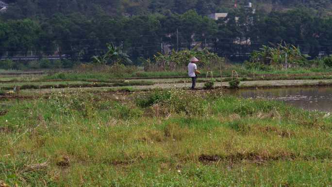 农民抛秧种植水稻