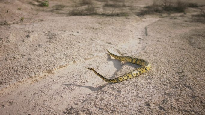 捕捉到惊人的大蛇在沙漠中缓慢移动的视频，他看起来很漂亮