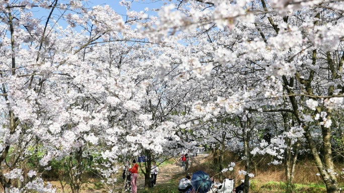 重庆南川：樱花绽放春意浓