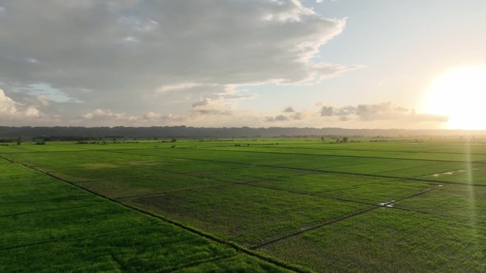 多米尼加共和国圣弗朗西斯科德马科里斯的稻田。空中向前和天空为复制空间