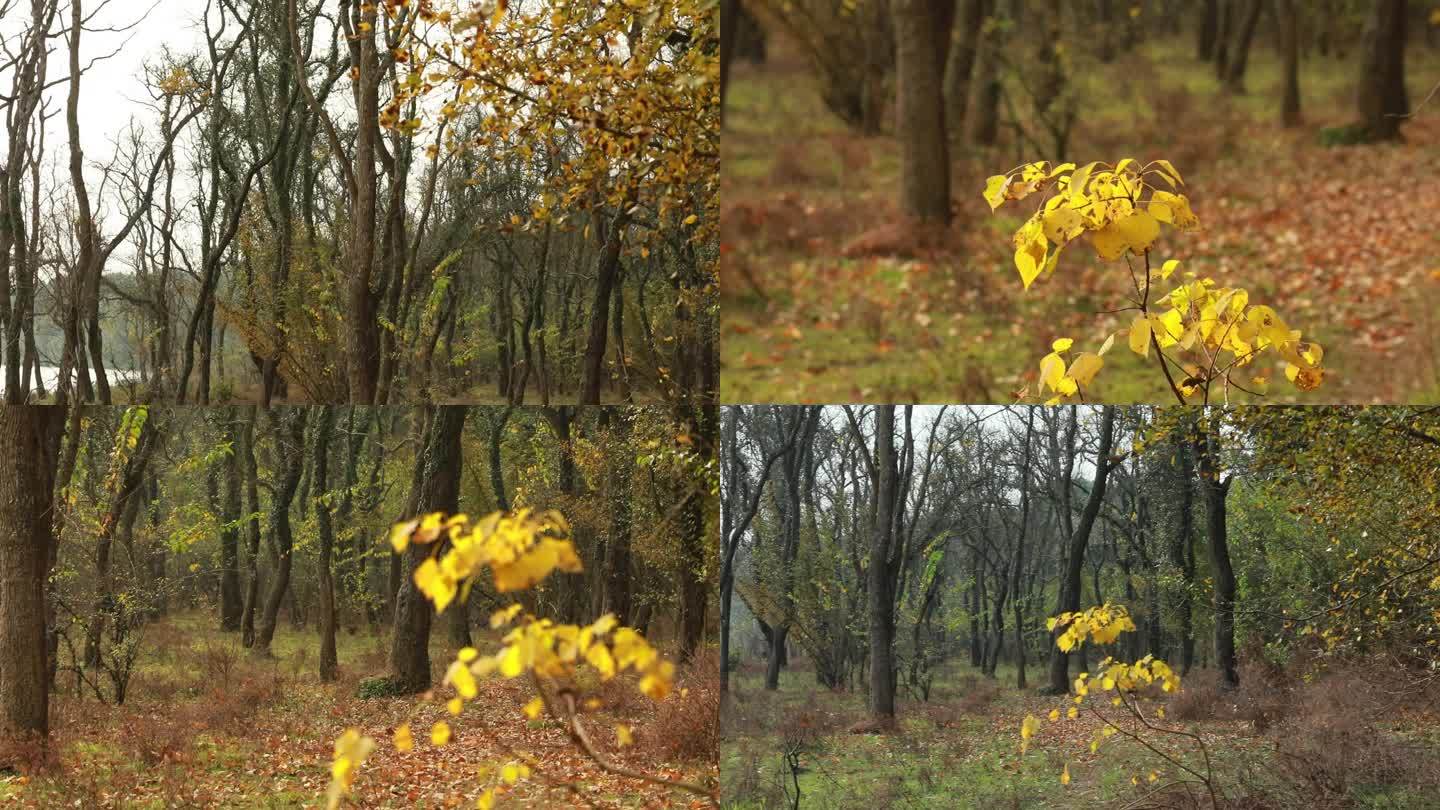 秋天黄叶森林野外树木