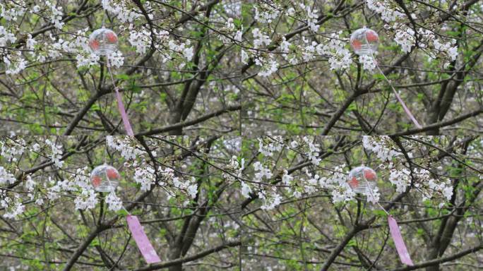 悬挂在樱花树上的美丽玻璃风铃随风轻轻摇摆