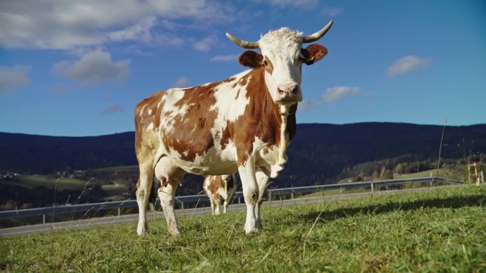 在长满草的小山上，牛在长满绿草的缓坡上安静地吃东西。新鲜空气中的奶牛。