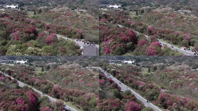 航拍贵州百里杜鹃景区花草蓝天白云