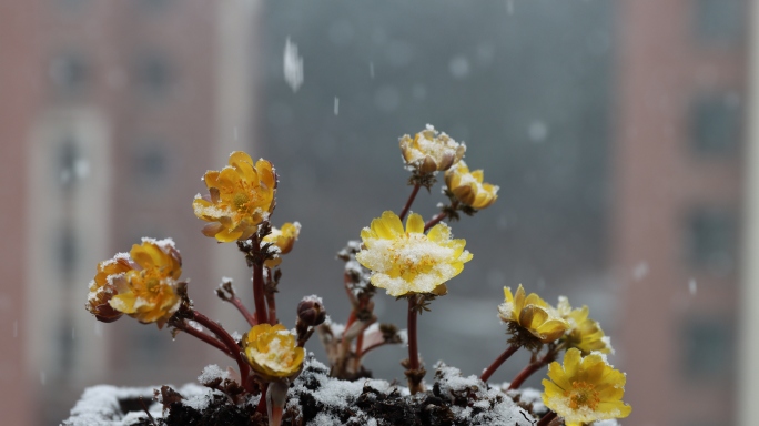 ⚝4K竖屏⚝冰凌花合集春雪中绽放雪花飘落