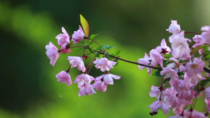 汉中的春天的花
