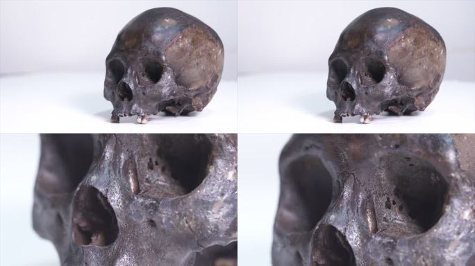 古人类 人骨 头骨B022