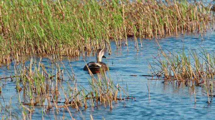 湿地常见野生鸟类——斑嘴鸭