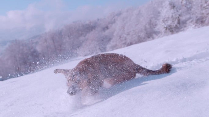 特写:可爱又顽皮的狗狗奔跑着，跳进又深又新鲜的雪里