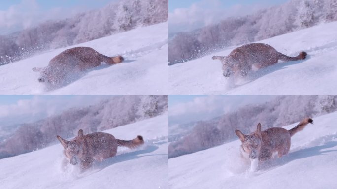 特写:可爱又顽皮的狗狗奔跑着，跳进又深又新鲜的雪里