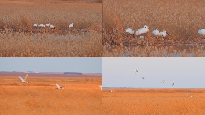 湿地野生鸟类——白琵鹭04-筑巢