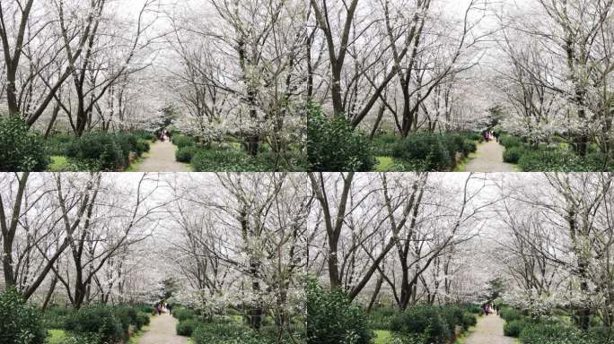 春天成片的樱花林樱花开放 苏州樱野景区