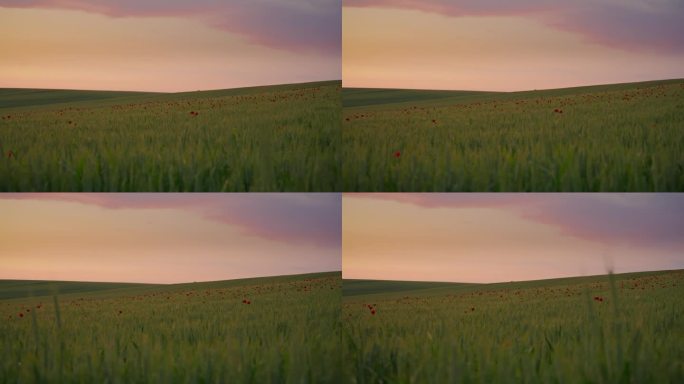 WS黄昏交响曲:大自然的美丽小夜曲横跨广阔的麦田，点缀着充满活力的罂粟花，在黄昏的光芒下