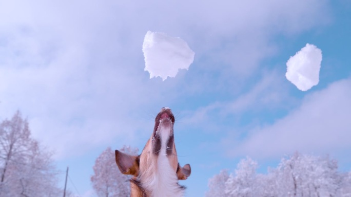 慢镜头:可爱的狗狗用嘴捕捉大雪球的特写镜头