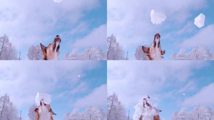 慢镜头:可爱的狗狗用嘴捕捉大雪球的特写镜头