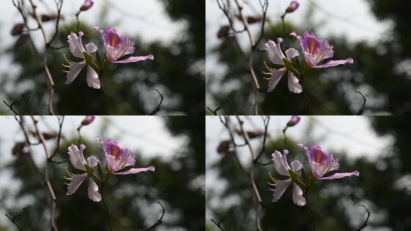 春天公园盛开的紫荆花随风摇曳
