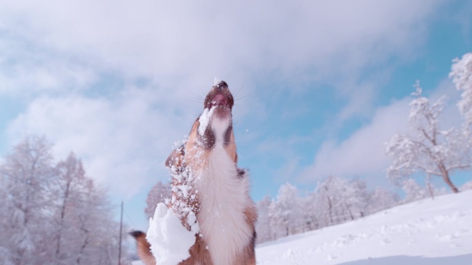 慢动作:一只可爱的棕色狗抓住飞舞的雪球的可爱冬日瞬间