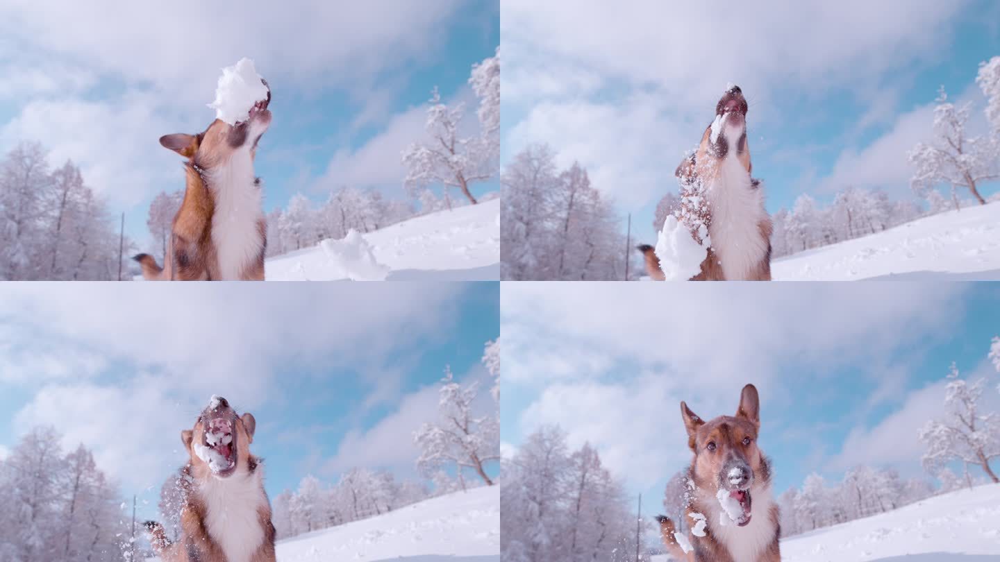 慢动作:一只可爱的棕色狗抓住飞舞的雪球的可爱冬日瞬间