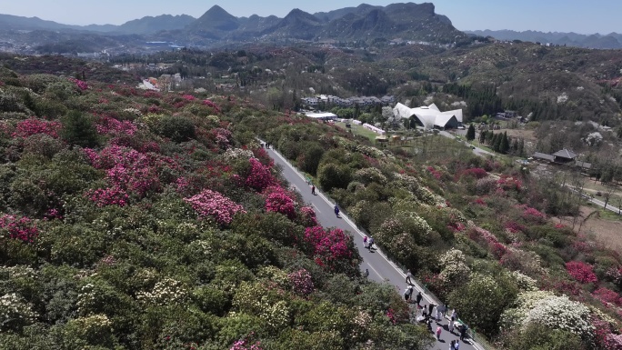 航拍贵州百里杜鹃景区花草蓝天白云