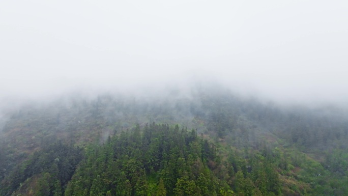 阴雨天气森林里白色的浓雾随风飘动阴天航拍