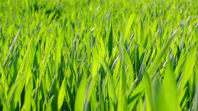 风中阳光下的绿色小草麦苗