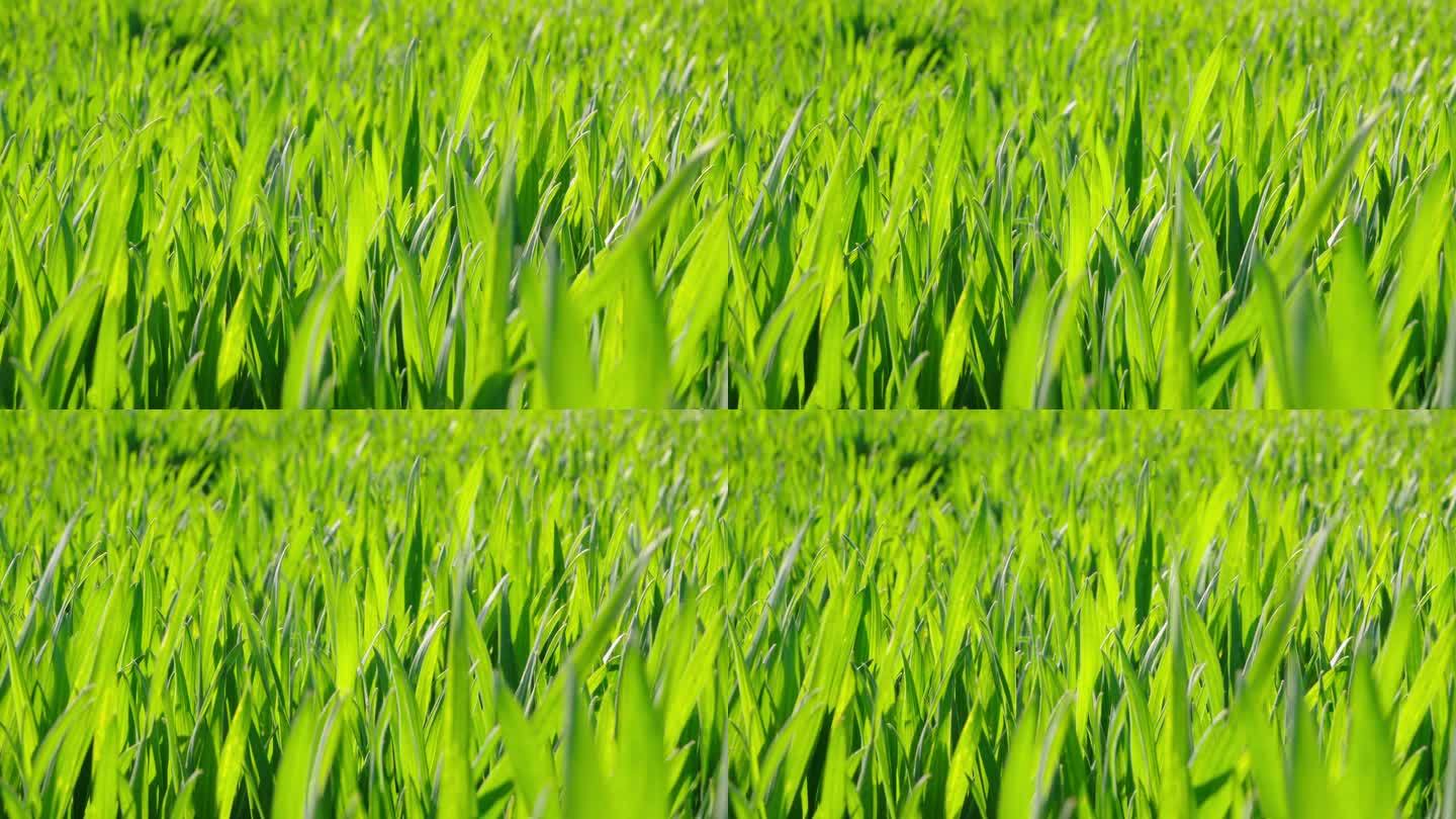 风中阳光下的绿色小草麦苗