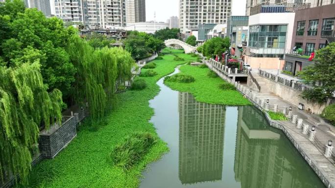 城市河流浮萍高清航拍视频