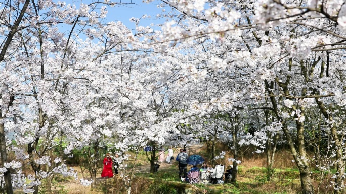 重庆南川：樱花绽放春意浓