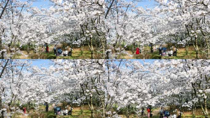 重庆南川：樱花绽放春意浓