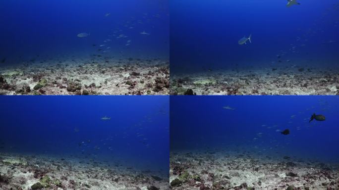 南太平洋中部法属波利尼西亚的法卡拉瓦礁环礁上，一大群座头鲸、红鲷鱼、谷歌眼鱼、灰鲨和金枪鱼