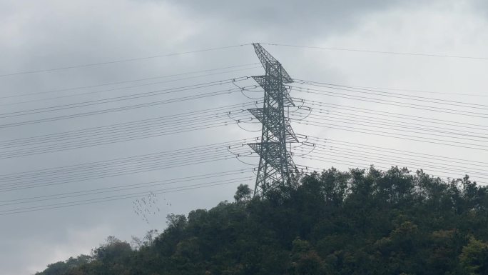 天空鸽子【120帧】阴天天空一群鸟儿飞过