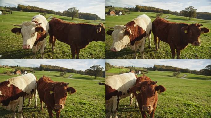 两只奶牛站在葱郁的草地上