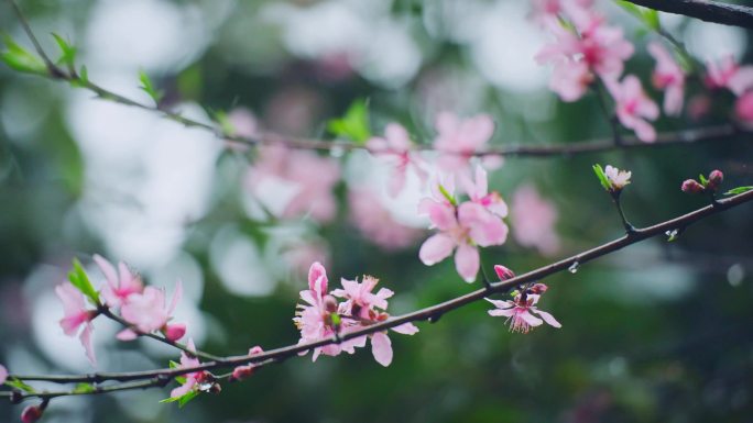 4K雨中唯美桃花