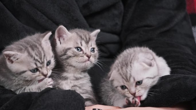 很多可爱的小猫有趣地坐在一起，在女性手中玩耍特写