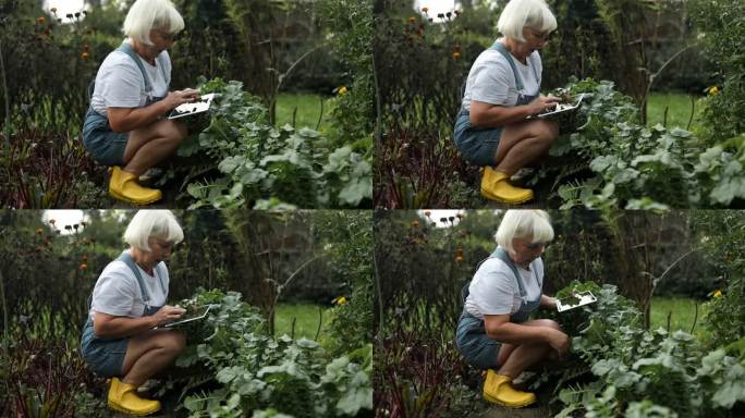 快乐的60多岁的高加索花匠妇女在温室里用药片检查生态食品植物的生长质量。女农民在后院里种花。